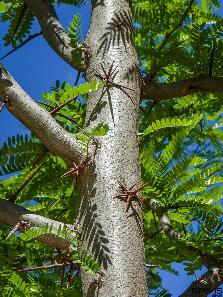 Honey Locust Gleditsia triacanthos 10 Seeds