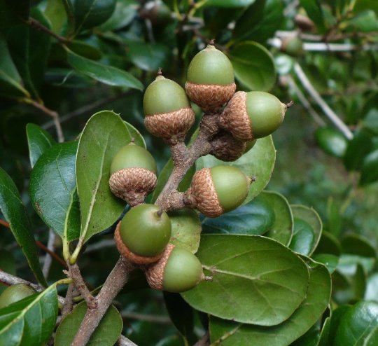 Myrtle Oak Quercus Myrtifolia 10 Seeds