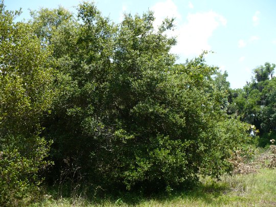 Myrtle Oak Quercus Myrtifolia 10 Seeds