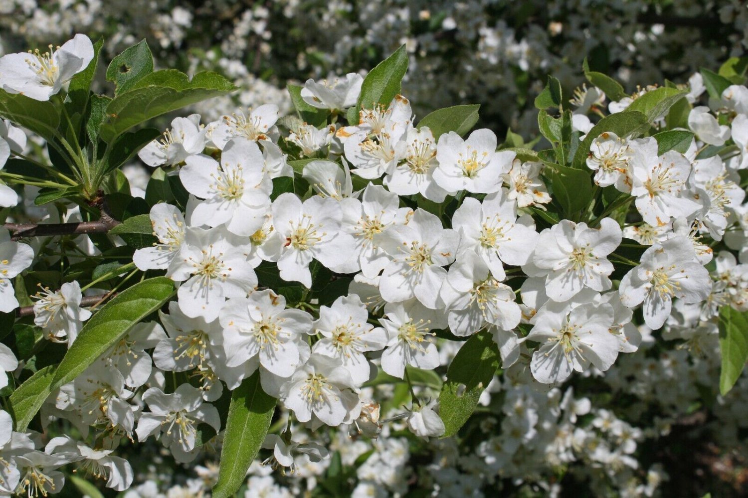 Sargent's Crabapple Malus sargentii 10 Seeds