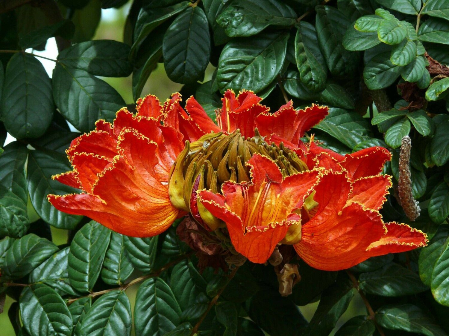 African Tulip Tree Spathodea Campanulata 20 Seeds