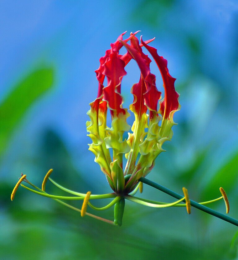 Gloriosa Lily Flame lily Gloriosa superba 10 Seeds