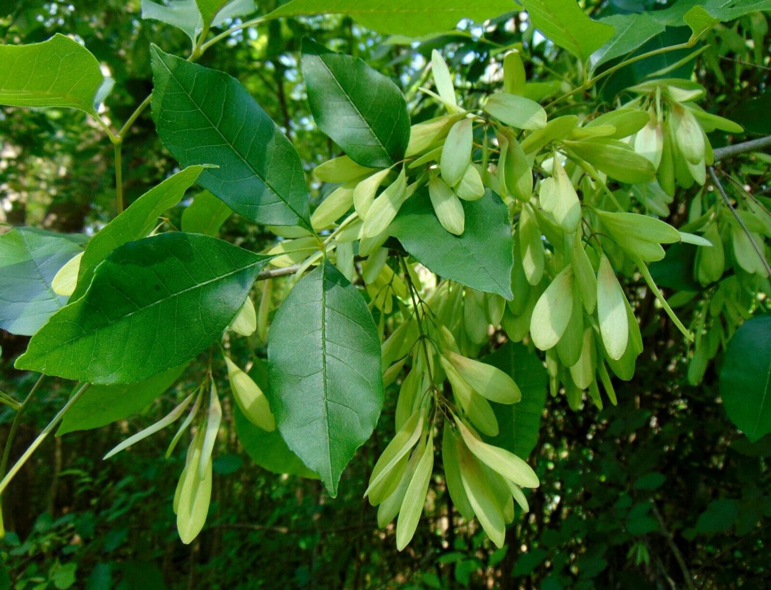 Carolina Ash Fraxinus caroliniana 10 Seeds