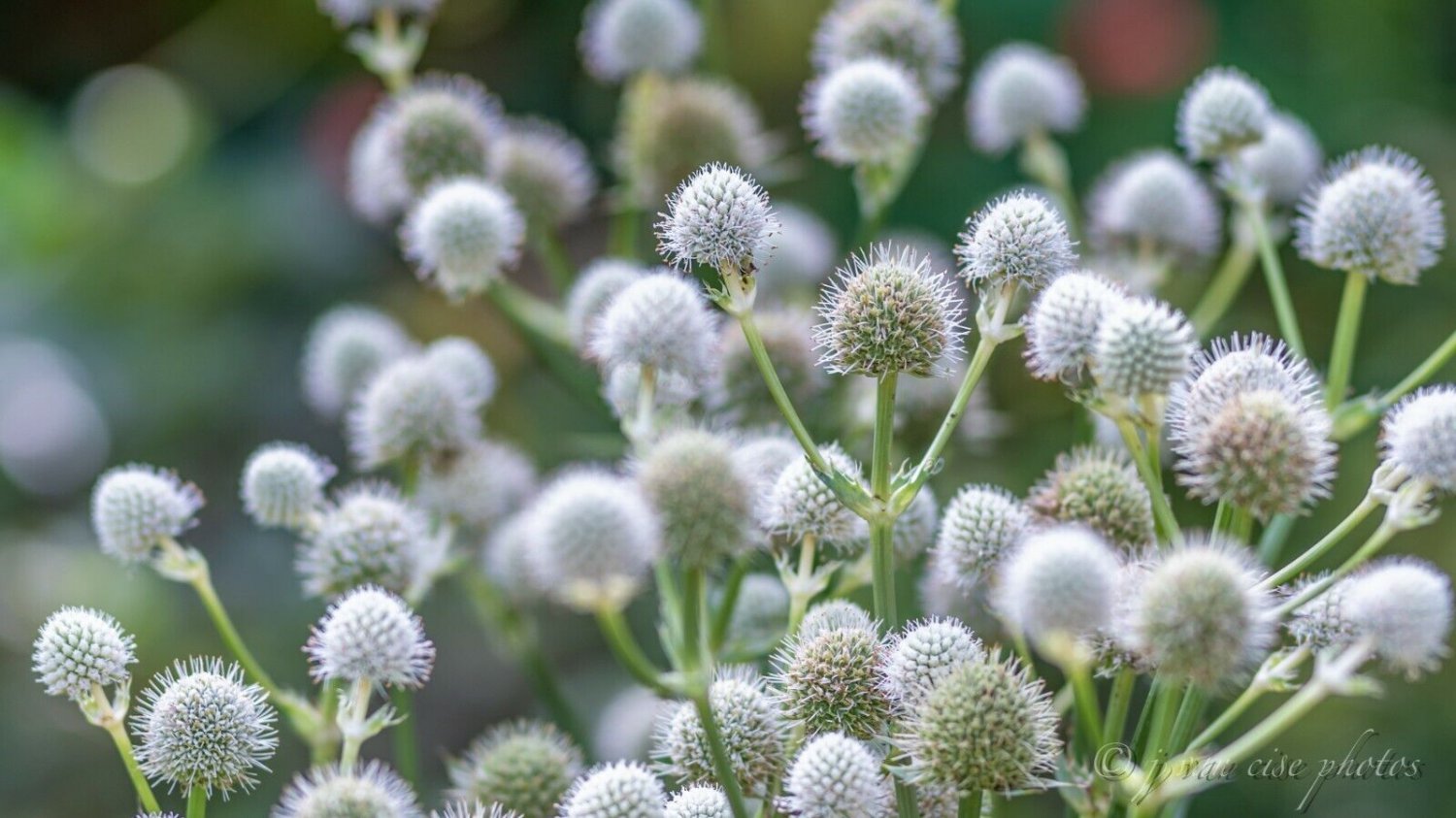 Rattlesnake Master Eryngium yuccifolium 10 Seeds
