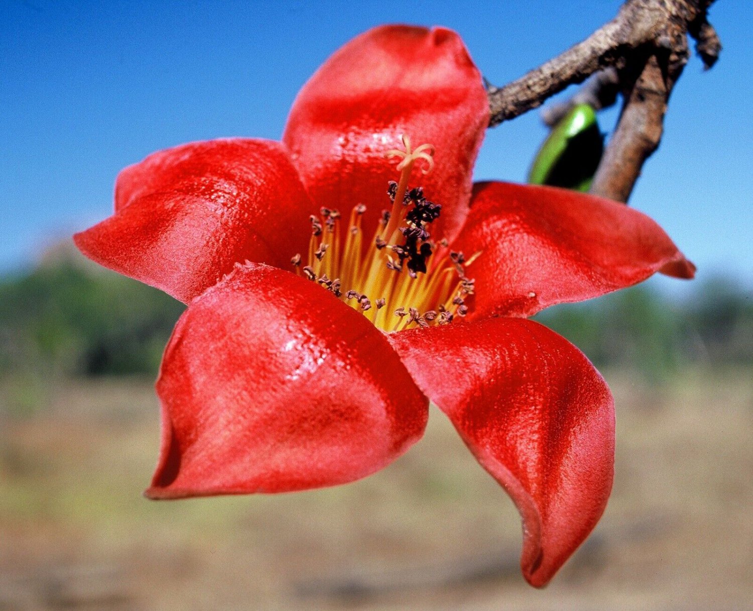 Red Silk Cotton Tree Bombax ceiba 10 Seeds