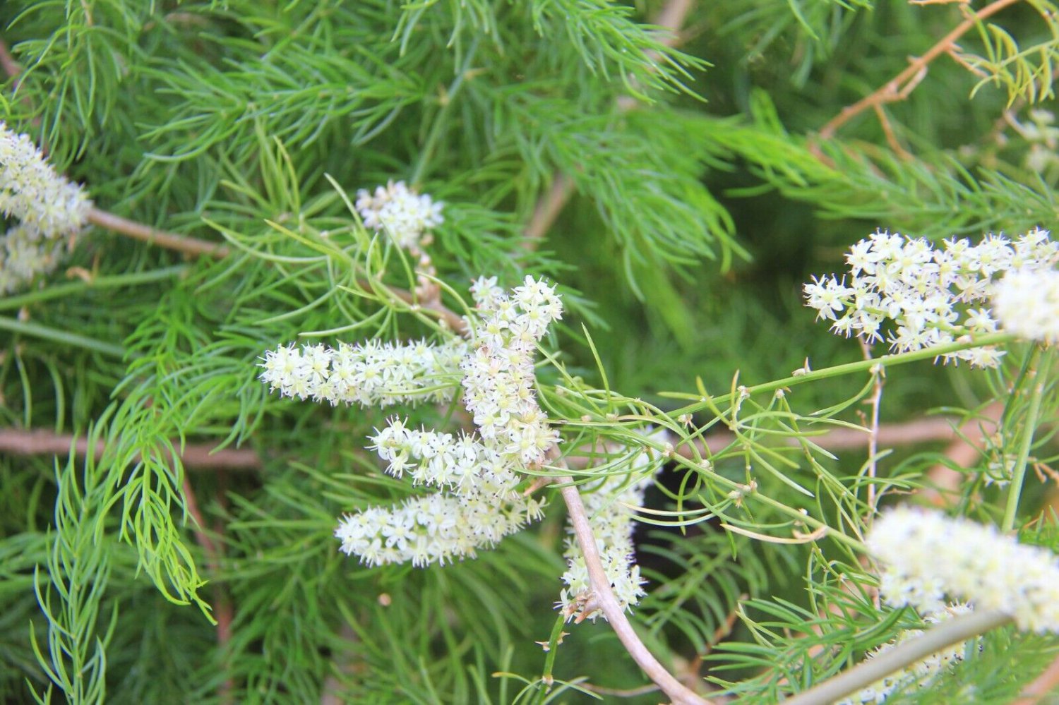 Wild Asparagus Shatavari Asparagus racemosus 10 Seeds