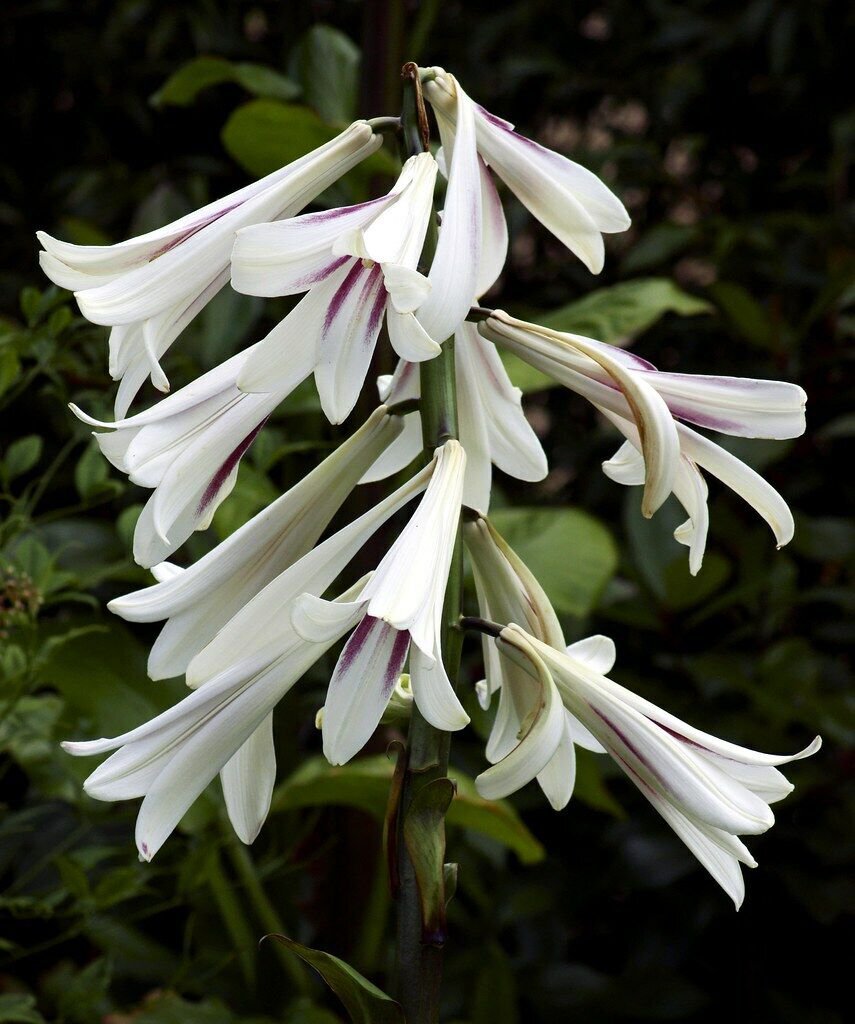 Giant Himalayan Lily Cardiocrinum giganteum 30 Seeds