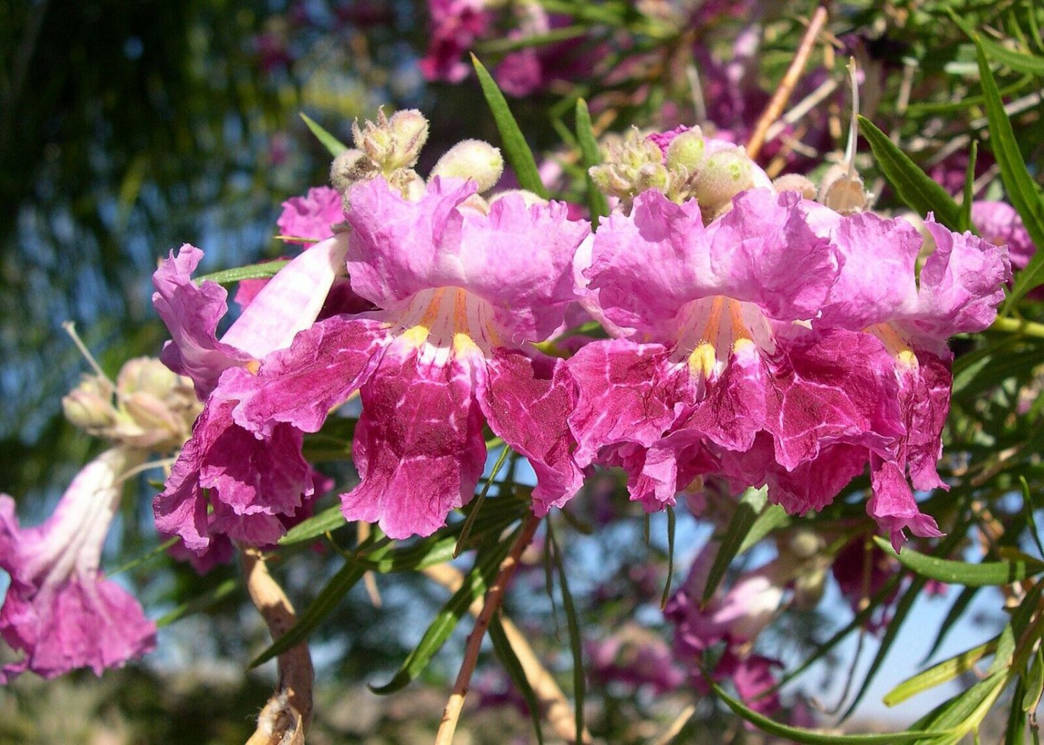 Desert Willow Chilopsis Linearis 10 Seeds 4073