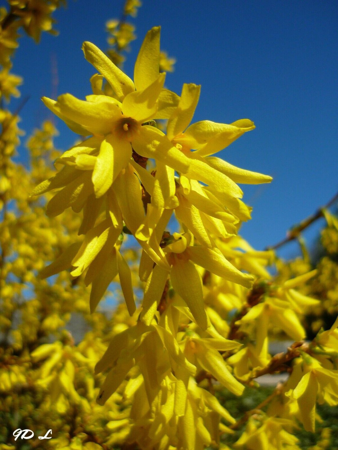 Weeping Forsythia Forsythia Suspensa 10 Seeds