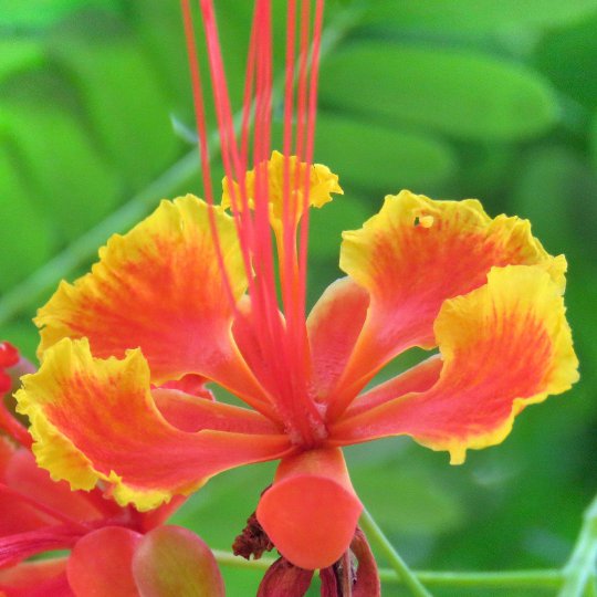 Pride of Barbados Caesalpinia pulcherrima 10 Seeds