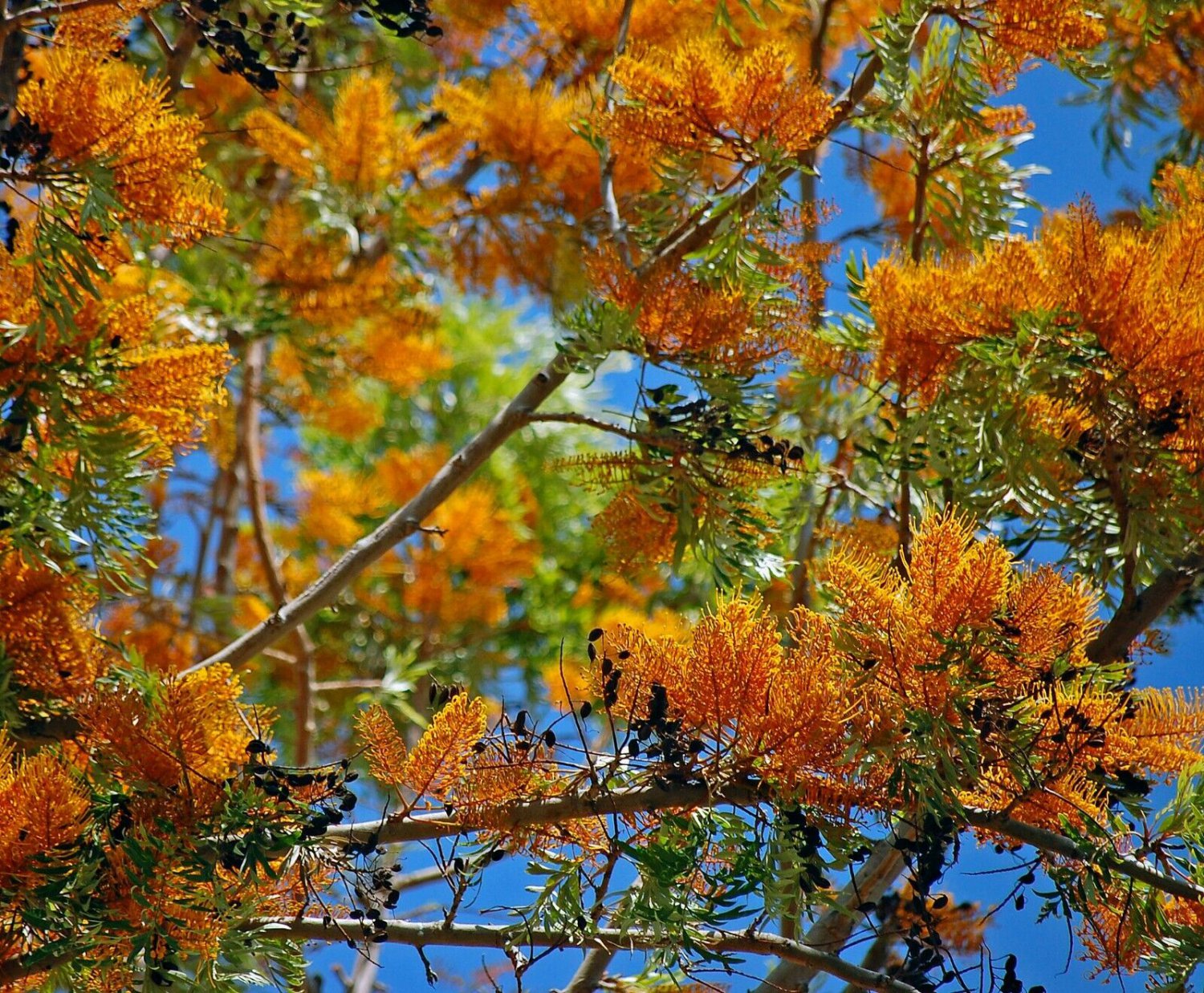 Silk Oak Grevillea robusta 20 Seeds