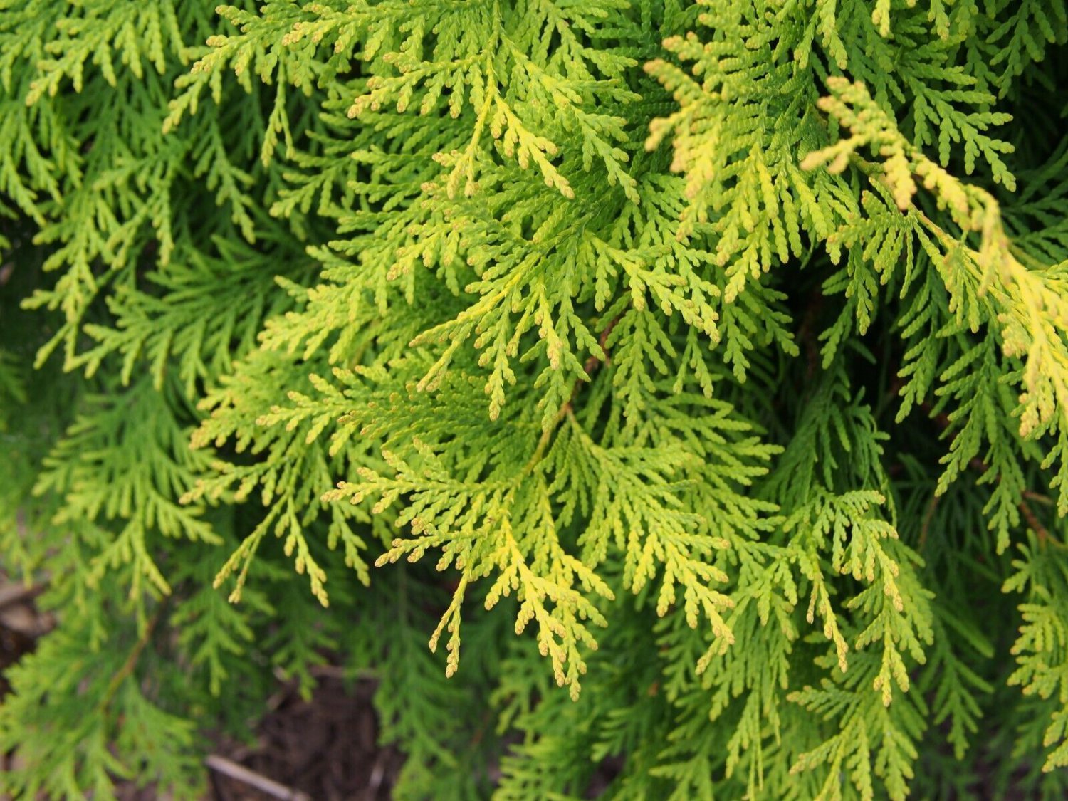 Golden Oriental Arborvitae Platycladus orientalis 20 Seeds