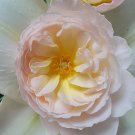 Pink Roses - photo print