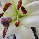 Lilly - photo print