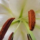 Lilly Zoom 1 - photo print