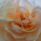 Rose in Pink - photo print