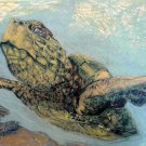 Set of 10 Artsy Sea Turtle 1 Postcard
