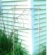 Copper Trellis