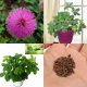 organic natural seeds