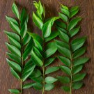Ceylon Dried Curry Leaves 100% Natural Pure Organic  100g