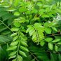 Ceylon Dried Curry Leaves 100% Natural Pure Organic  100g