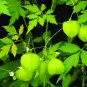 Ceylon  Natural Organic Walpenela Baloom Vine 20 Seeds vine seeds