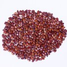 100+ Seeds Organic Leucaena Leucocephala seeds Lead Tree, River tamarind, Ipil-Ipil ,Home grown