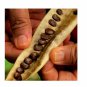 100+ Seeds Organic Leucaena Leucocephala seeds Lead Tree, River tamarind, Ipil-Ipil ,Home grown