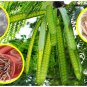100+ Seeds Organic Leucaena Leucocephala seeds Lead Tree, River tamarind, Ipil-Ipil ,Home grown