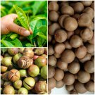 50 Camellia Sinensis Seeds/ Tea Seeds/Organic Ceylon Tea Plant/ Green Tea Shrub