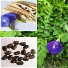 Dried butterfly blue Flower organic natural plant seed 25