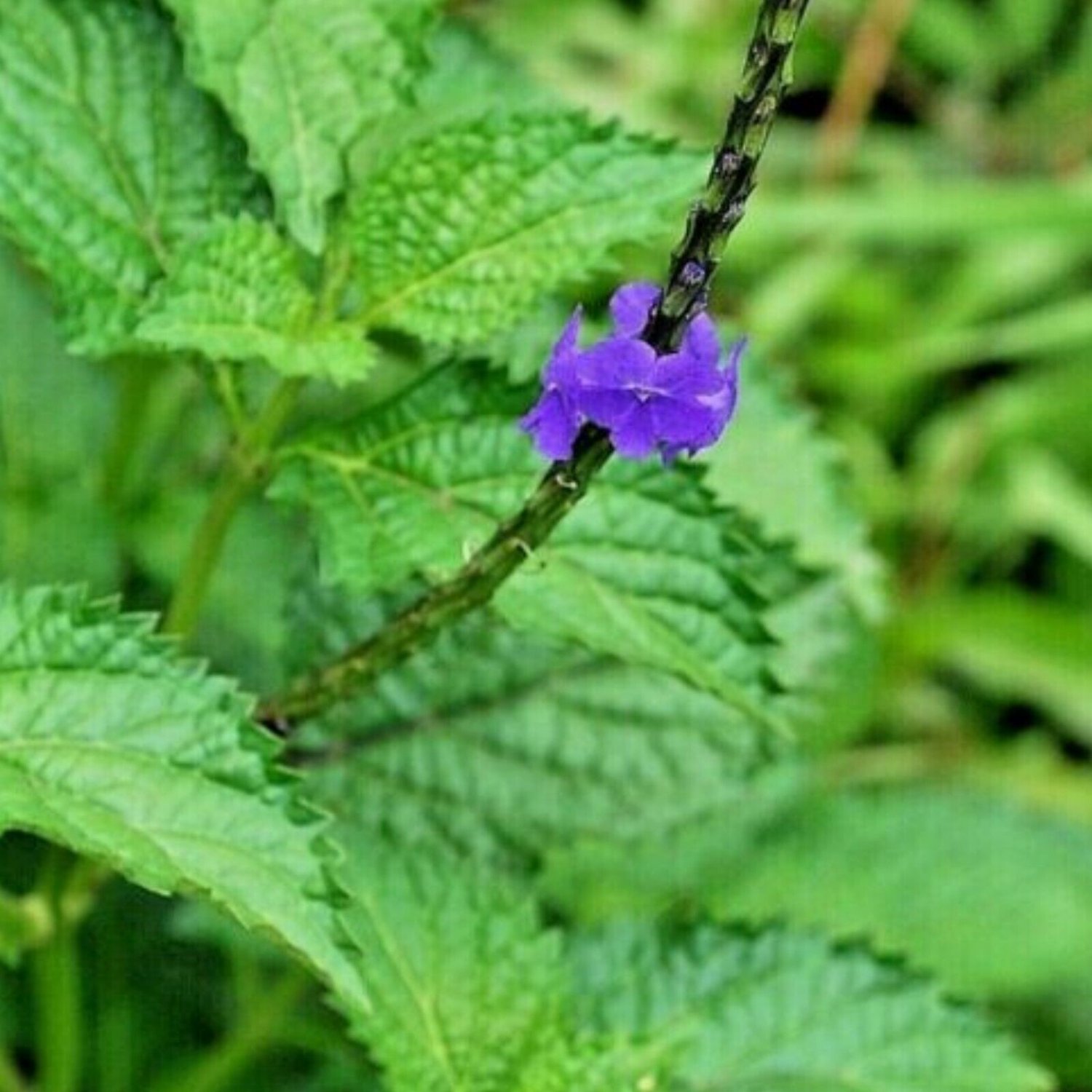 Blue Vervain Herb Blue Porterweed Jamaican Blue Vervain 100% Pure ...