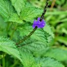 Blue Vervain Herb Blue Porterweed Jamaican Blue Vervain 100% Pure Organic 100g
