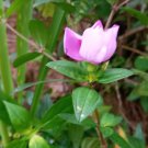 100% Organic Dried Heen Bovitiya Leaves(Osbeckia octandra) Ayurvedic Herbal Drink 100g