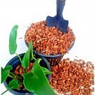 COCONUT HUSK CHIPS NATURAL ORCHILD PLANT FIBER Fine Growing Media 500g  Bale Coconut Chips