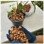 COCONUT HUSK CHIPS NATURAL ORCHILD PLANT FIBER Fine Growing Media 500g  Bale Coconut Chips