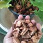 COCONUT HUSK CHIPS NATURAL ORCHILD PLANT FIBER Fine Growing Media 500g  Bale Coconut Chips
