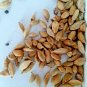 Green Cardamom Sri Lankan ENASAL Pure 100% Natural Organic Whole 100g