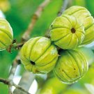 Dried Garcinia Cambogia Goraka Organic