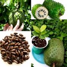 Ceylon Soursop Guanabana Annona Muricata Seeds Gravlola  Tropical Fruit Plant 50 seeds
