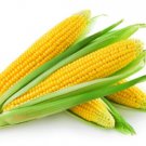 Corn Seeds-Bada iringu Seeds Home Gardening 50