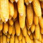 Corn Seeds-Bada iringu Seeds Home Gardening 50