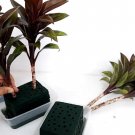 Red Dracaena Reflexa, Angustifolia, Marginata Asparagaceae Cutting Rooted live 3