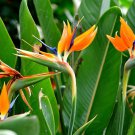 Bird of Paradise - Strelitzia Reginae Live 3Plant