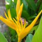 Bird of Paradise - Strelitzia Reginae Live 3Plant
