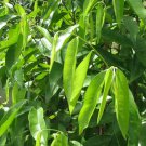 Agarwood/Oudh leaves herbal tea ARTISTA AGARWOOD PLANTATION Agarwood dry leaves Tea