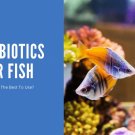 fish mox Aquarium Treatment Fish Mox Forte 500mg/250mg(Amoxicillin)