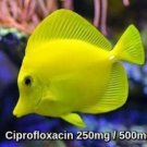 Fish Anti-biotics Flox & Flox Forte 250mg / 500mg 100 Blister Packs(cipro)