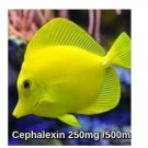 Fish Anti-biotics Flex & Flex Forte 250mg /500mg(cephe)