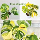 Fresh Monstera Aurea Variegata albo Roots Cutting Grower’s 10 Yellow Monstera